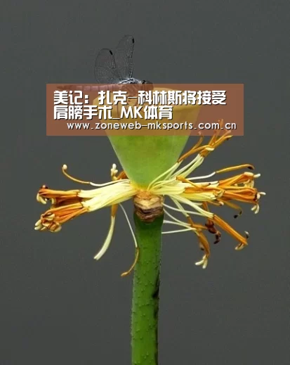 MK体育下载